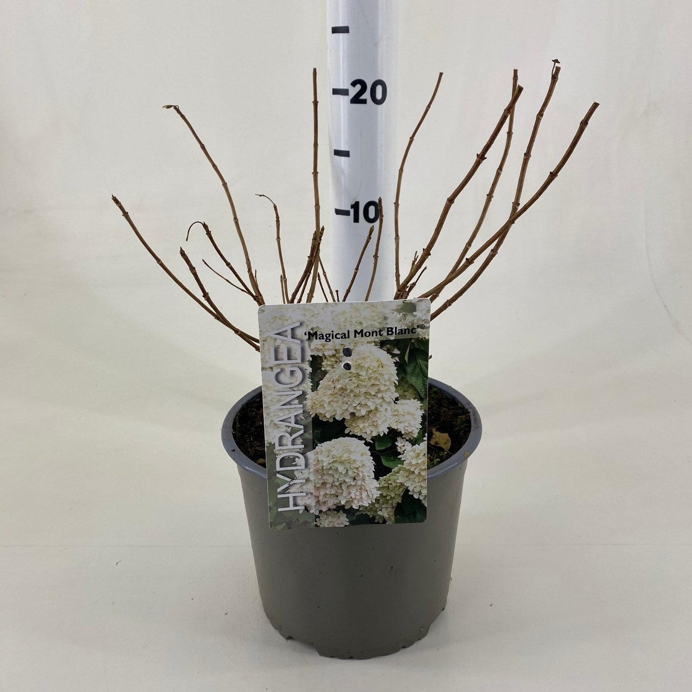 Hydrangea pan. 'Magical Mont Blanc'® - C3 20-30 CM